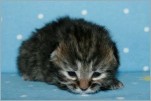 Female Siberian Kitten from Deedlebug Siberians